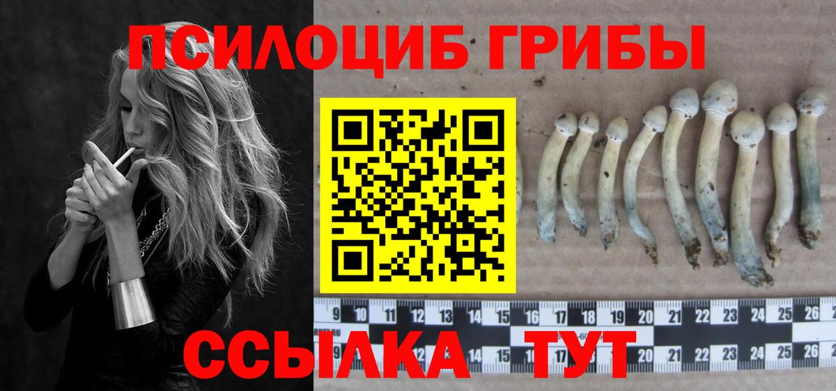 Псилоцибиновые грибы Cubensis Чистополь